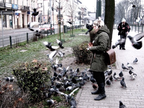 birds of krakow.&ldquo;fly, my minions!&rdquo;