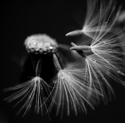 black-and-white:  monochrome (by nikolinelr)