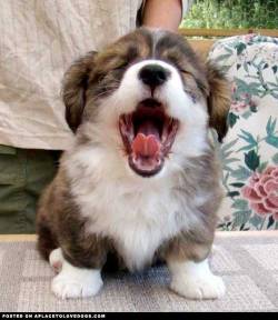 aplacetolovedogs:  Adorable Corgi puppy yawns