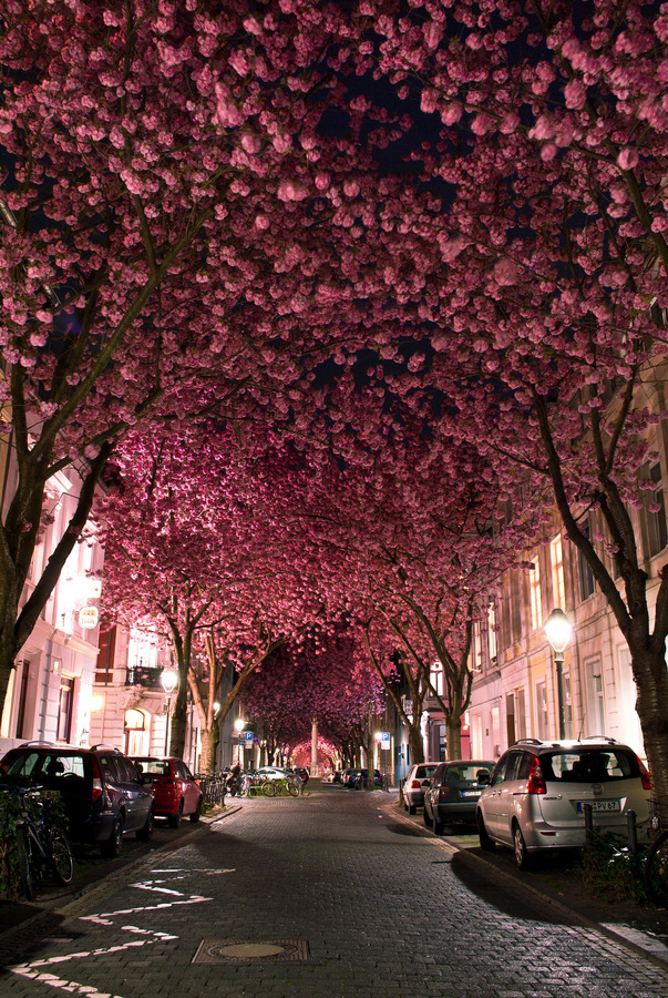 landscapelifescape:  Bonn, Germany Cherry Blossom Avenue by Marcel Bednarz 