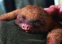 reinometazoa:  Adorable baby sloth yawning