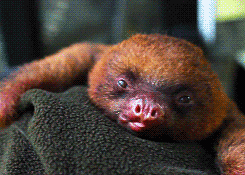reinometazoa:  Adorable baby sloth yawning [x] 