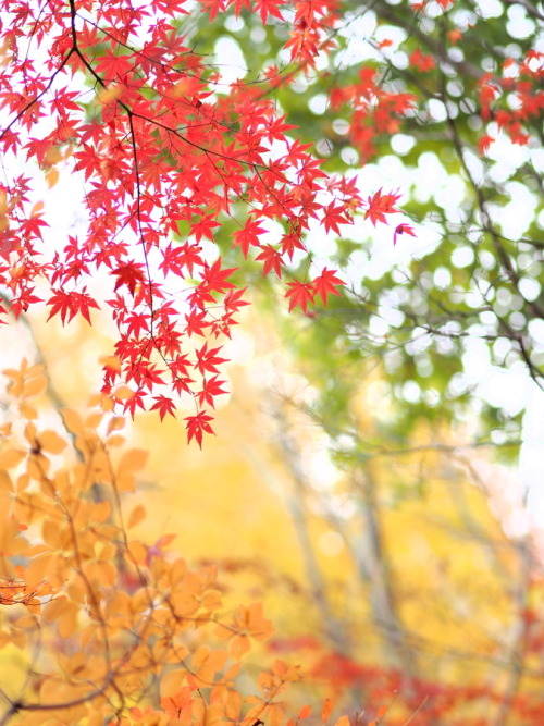 spoony:  500px / Photo “Autumn colors #6” by Kaz Watanabe