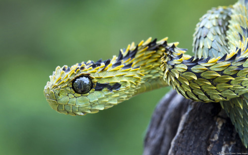 rhamphotheca:  The Rough-scaled Bush Viper (Atheris hispida) is a venomous semi-raboreal snake snake found amongst bushes and reeds in forest habitats in West Africa. They are nocturnal, and feed on a variety of small reptiles, frogs, and small mammals.
