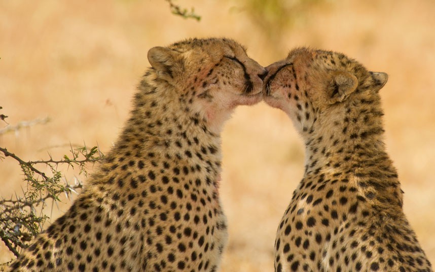 theanimalblog:  Two cheetahs groom each other and appear to be kissing after making