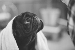 eatyourpie:  help  Such a cute little puggy :)