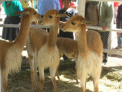 Because palehoofs wanted vicuñas…