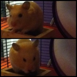 My son 🐹😊 #hamster #baby #love #chubby