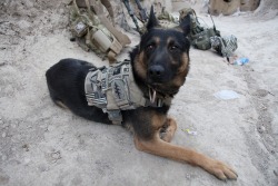sovereign-is-the-best-reaper:  German Shepherds operatin’ in the sandbox. 