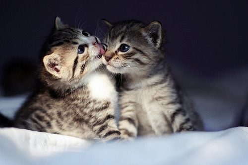 opticoverload:  Oh My Gosh! Cuuuuute! 