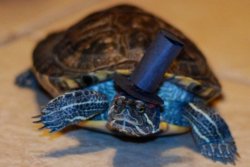 turtlefeed:  Turtles and tortoises wearing