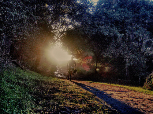 pedicabconfession:  Sunlight on Flickr. I was a vegetarian until I started leaning toward the sunlig