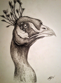eatsleepdraw:  Strange Peacock