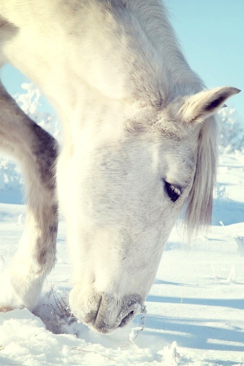 sonnenatmend:  Tumblr bei @weheartit.com – http://whrt.it/QifzBO 