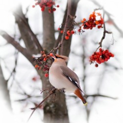 mamonna1:  kateelliottsff:  Photos of some remarkably beautiful birds.  It’s just titmouse and waxwing. 