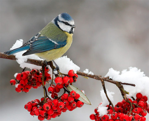 kateelliottsff: Photos of some remarkably beautiful birds.