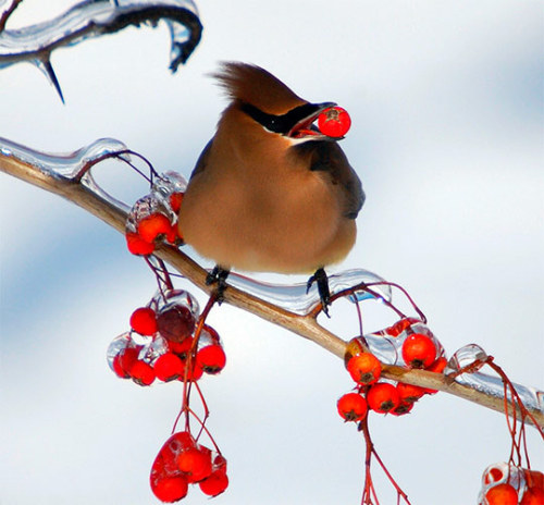 kateelliottsff: Photos of some remarkably beautiful birds.