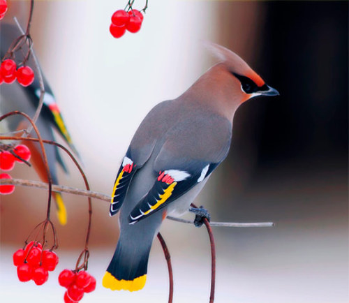 kateelliottsff: Photos of some remarkably beautiful birds.