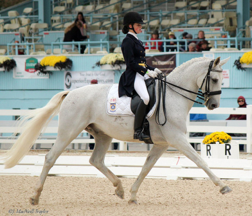 dresseuse: bridles-and-browbands:  thegypsymare:  Rossignol - Extended Trot on Flickr.  one of the b