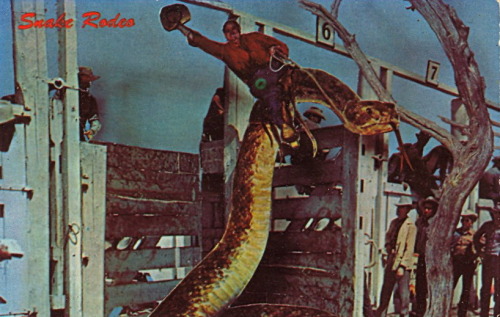 bad-postcards: RATTLESNAKE RODEO