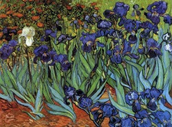  Vincent Van Gogh Irises, 1889. 