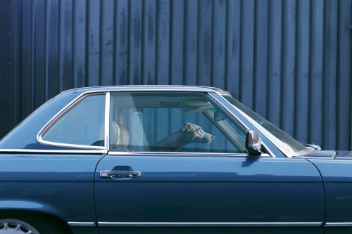 Martin Usborne / The Silence of Dogs in Cars