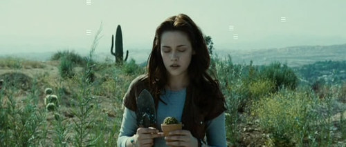 creeeee:  imawanchor:  remember when the first time the audience saw bella swan she was just randomly clutching a cactus   remember vampires suck?  