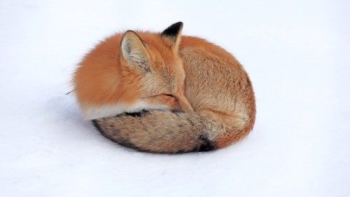 Firefox