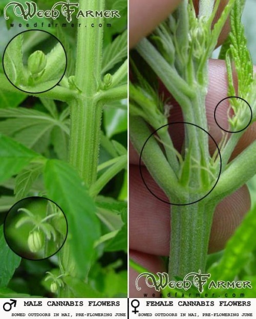 Male marijuana plant female flowers