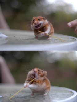 sapphicslut:  HE’S SO FUCKING EXCITED TO SWEEP THE FUCKING TABLE 