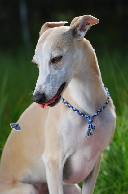 hollyjollyflaps: hounddogsrunning: Elly and the Butterflies so nice..!!!