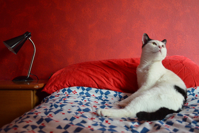 bigcatface-blog-blog:Mauri technicolour by va_sco on Flickr.