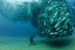 carlzimmer:  An awesome courtship swarm of Bigeye fish  (via David and Goliath - National Geographic Photo Contest 2012 - National Geographic) 