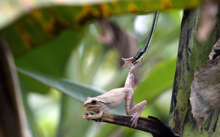 Life and Death (a Banana Leaf Tree Frog struggles to free itself from the grip of