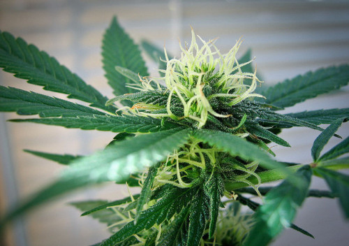 WCS 420