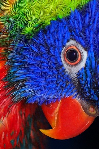 Rainbow Lorikeet, an Australasian parrot adult photos