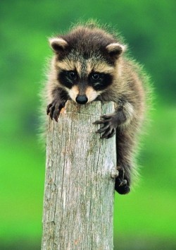 High achiever  ;)  (Raccoon kit)