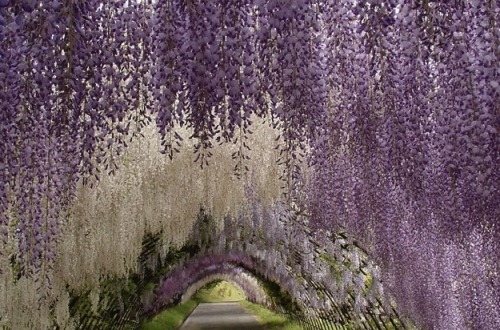 unicorn-meat-is-too-mainstream:  WHIMSICAL WISTERIA GARDENS AND TUNNEL IN JAPAN 