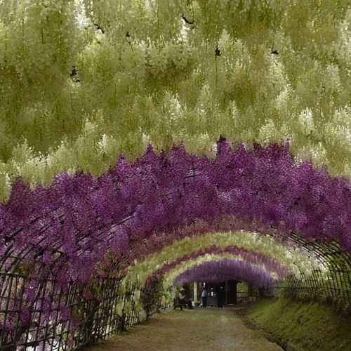 unicorn-meat-is-too-mainstream:  WHIMSICAL WISTERIA GARDENS AND TUNNEL IN JAPAN 