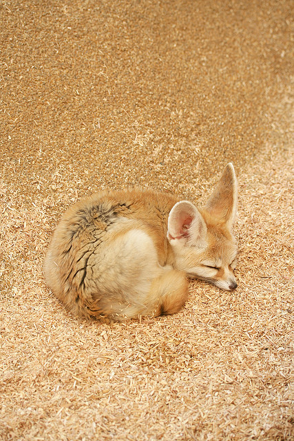 animalgazing:  fennec fox by hanabi. on Flickr. adult photos