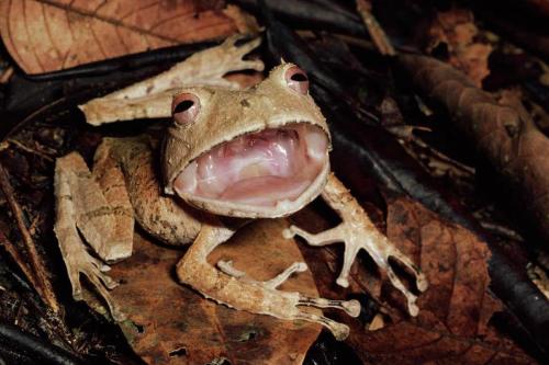 reptiglo:herplove:Johnson`s Horned Frog (Hemiphractus johnsoni) in threat display, Amazon, Perumaaaa