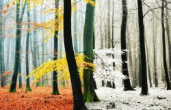 l3link182:  Changing Seasons By Lars van de Goor 