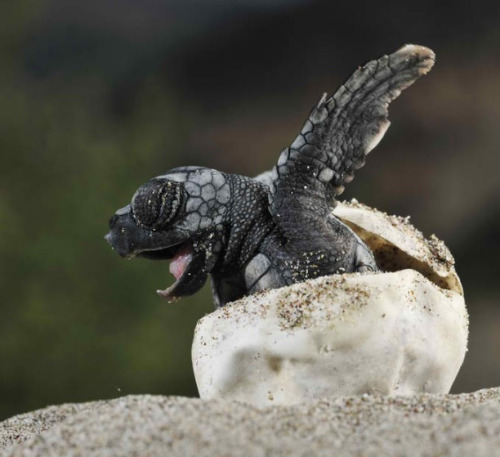 wild-heartedx:  Loggerhead sea turtle (Solvin Zankl) 