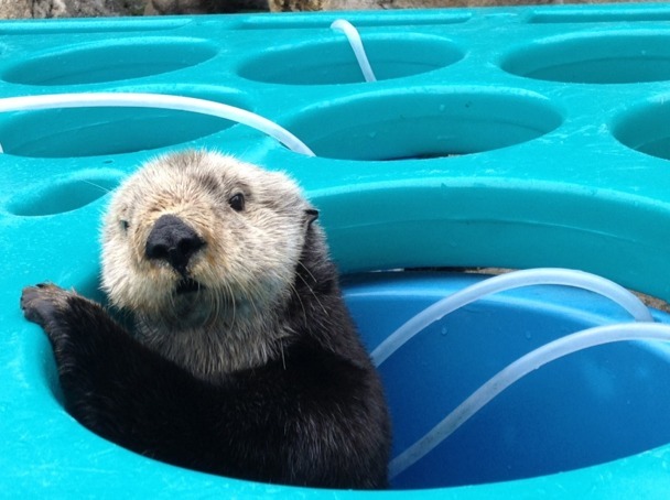 dailyotter:  Sea Otter Mae in a Maze Via Monterey Bay Aquarium