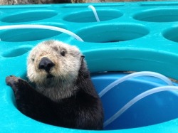 dailyotter:  Sea Otter Mae in a Maze Via