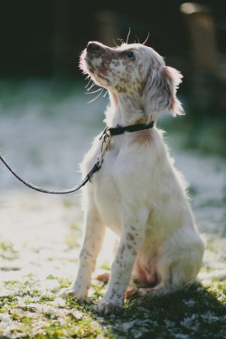 Handsome Dogs For You In These Trying Times