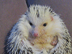 lokithehedgehog:  Mornings are not always fun. Loki in don’t-touch-me-mode. 
