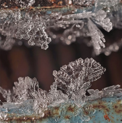 devidsketchbook:  SNOWFLAKES BY MACRO PHOTOGRAPHY