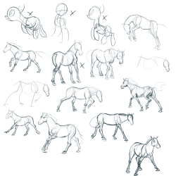 vivaciouspony:  derkrazykraut:  the last few days. i didn’t plan to upload any of these, but i haven’t put anything on my tumblr for a while, so here you go.  Nice refs for someone in need of a good pony anatomy tutorial.