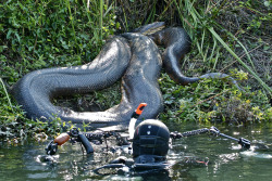 herplove:  A diver gets up close to a huge anaconda resting on a riverbank. Thankfully, its swollen belly shows it had recently eaten a capybara and would have little interest in feeding again for a while. Source: Franco Banfi/Solent News/Rex/Rex USA